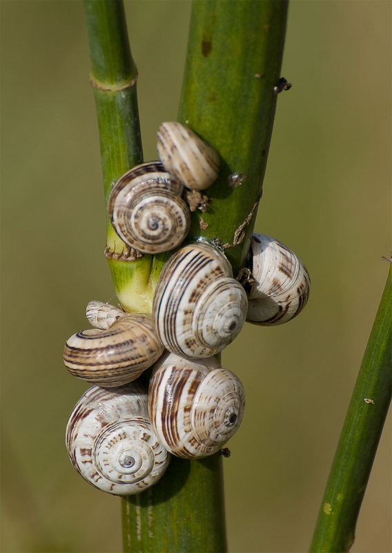 Tiere Bretagne  D35_2615 als Smart-Objekt-1 Kopie.jpg - Am Teichufer eine Schneckenversammlung